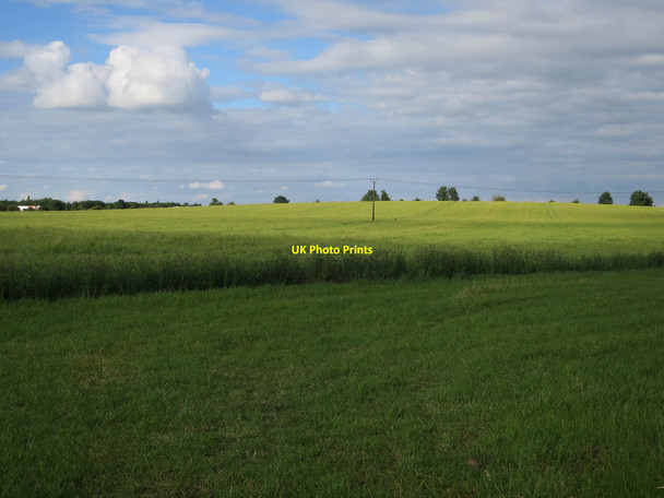 Photo 6"x4" Oilseed rape field by Newton Road Little Shelford c2017