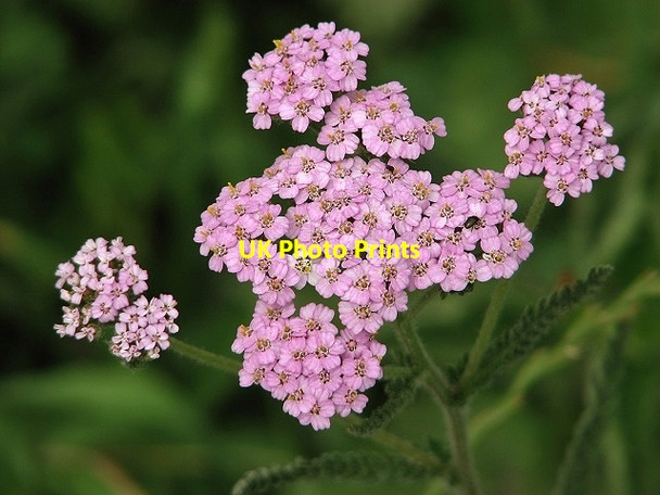 Photo 6"x4" Yarrow (Achillea millefolium) Intwood c2017