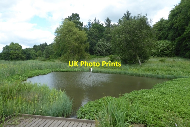 Photo 6"x4" Pond in the arboretum Bulmer\/SE6967 c2017