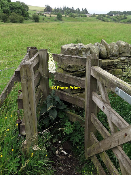 Photo 6"x4" Guardian of the footpath gate Allendale Town c2017