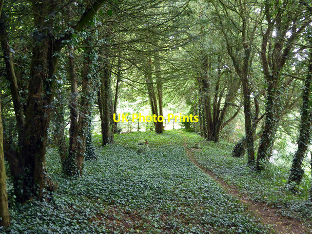 Photo 6"x4" Wooded corner of churchyard, Newton Harcourt Newton Harcourt c2017
