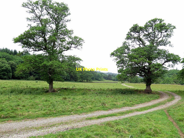 Photo 6"x4" Track at Bishopfield Haugh Catton\/NY8257 c2017