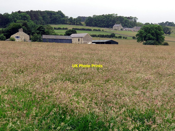 Photo 6"x4" Hay field near Chapel House Catton\/NY8257 c2017