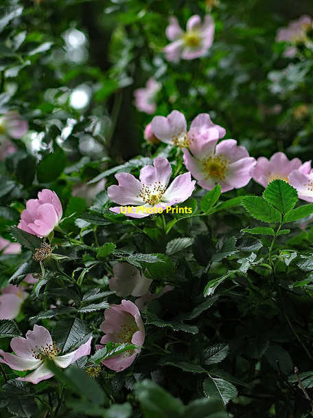 Photo 6"x4" Wild rose near Hollybush Keenley c2017