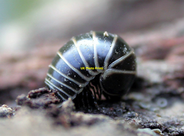 Photo 6"x4" A pill millipede, Churchland Lane, Sedlescombe Sedlescombe c2003
