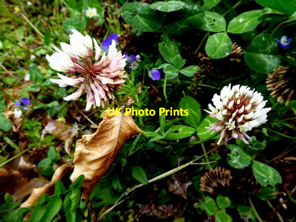 Photo 6"x4" Clover, Dergmoney Lower Omagh c2017