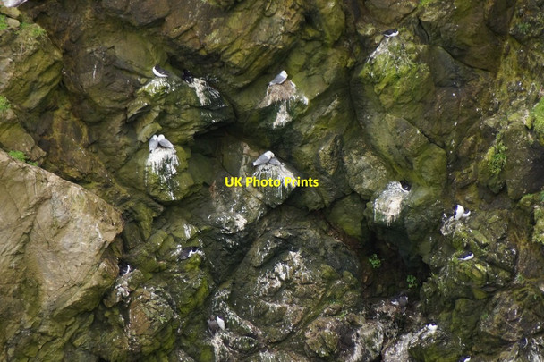 Photo 6"x4" Kittiwakes and Razorbills in Geo of Toun, Sumburgh Grutness c2017
