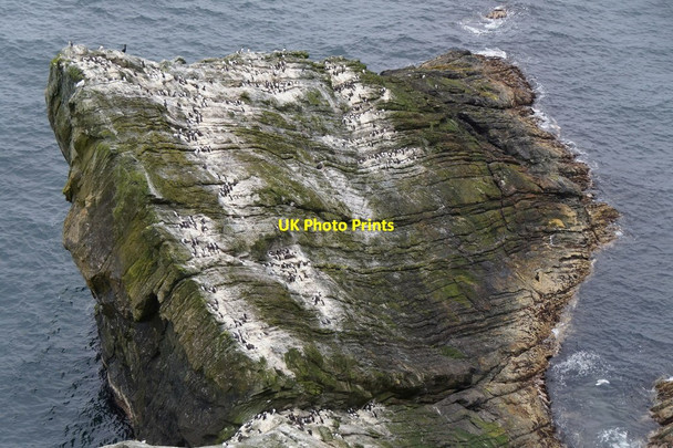 Photo 6"x4" Guillemot colony at Sumburgh Head Grutness c2017
