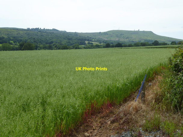 Photo 6"x4" Field of oats Farlow c2017