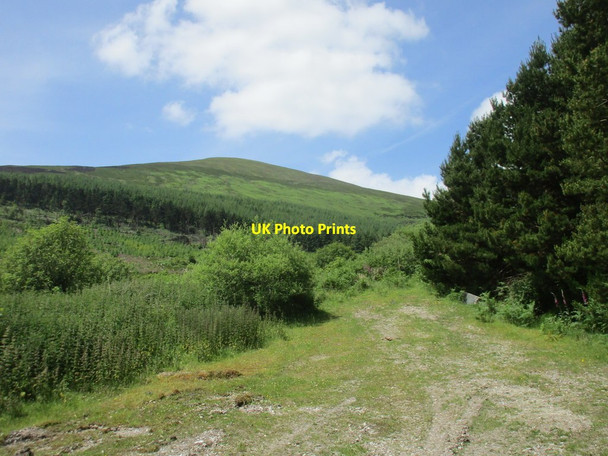 Photo 6"x4" Forest track and Knocknafallia Newcastle\/S1213 c2017