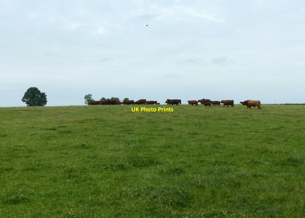 Photo 6"x4" Devon Red herd, Bowldown Farm Leighterton c2017