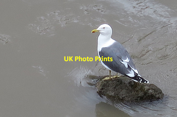 Photo 6"x4" Lesser Black-backed Gull (Larus fuscus) Hotwells c2017