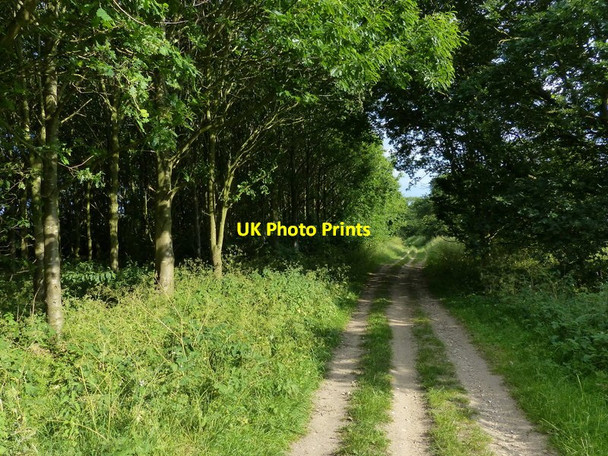 Photo 6"x4" Wooded stretch of the Peddars Way Anmer c2017