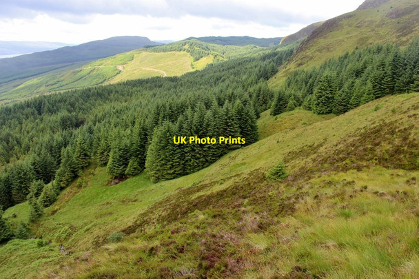 Photo 6"x4" Forest edge above Auchindrain Auchindrain c2017