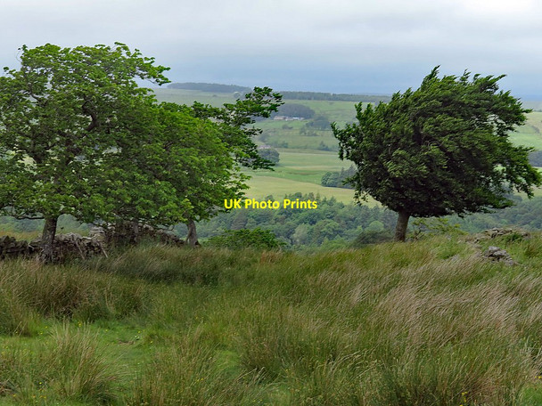 Photo 6"x4" Old track at Shieldfield Hill Bearsbridge c2017
