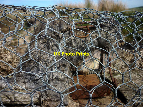 Photo 6"x4" Poor rabbit! Bollihope c2017