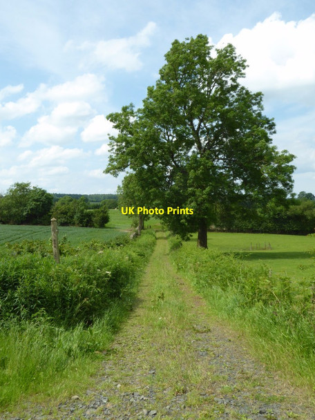 Photo 6"x4" Footpath and track Hollywaste c2017