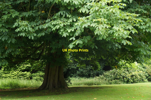 Photo 6"x4" Horse Chestnut at Lauriston Castle Silverknowes c2017