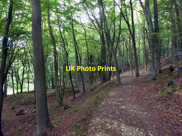 Photo 6"x4" Path, King's Wood Molash c2017