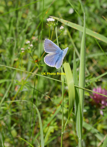 Photo 6"x4" A Common Blue (Polyommatus icarus) White Knowe\/NY5399 c2017