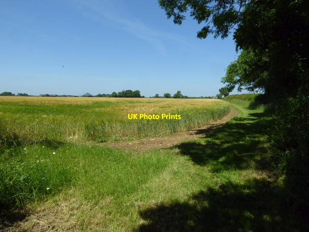 Photo 6"x4" Barley field near Homeleaze Farm Netherton\/SP1504 c2017
