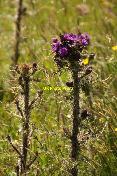 Photo 6"x4" Marsh Thistle (Cirsium palustre), Setter, Weisdale Weisdale c2017