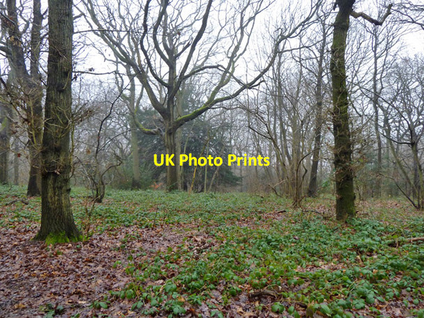 Photo 6"x4" In Selsdon Wood Forestdale c2011