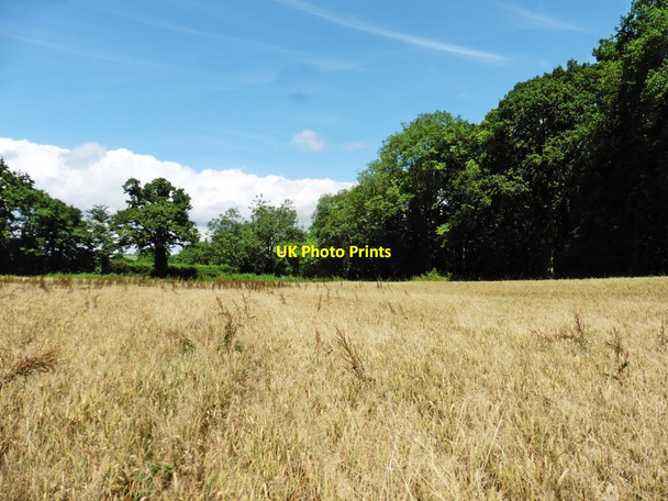 Photo 6"x4" Cereal crop, East Lease Hardington Marsh c2017