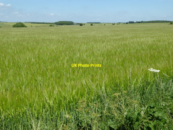 Photo 6"x4" A large barley field Aldsworth\/SP1510 c2017