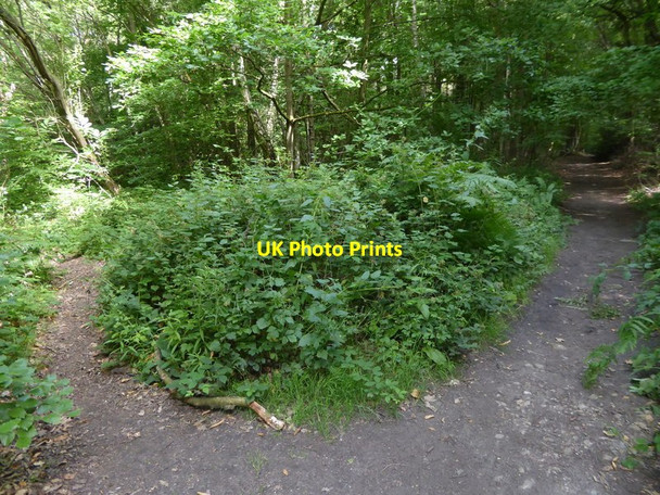 Photo 6"x4" London Countryway in Surrey (8) Goodley Stock c2017