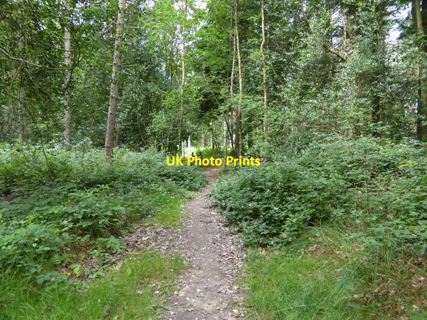 Photo 6"x4" London Countryway in Surrey (17) Goodley Stock c2017