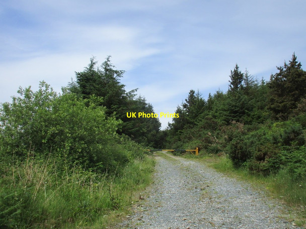 Photo 6"x4" Track into the forest Cappoquin c2017