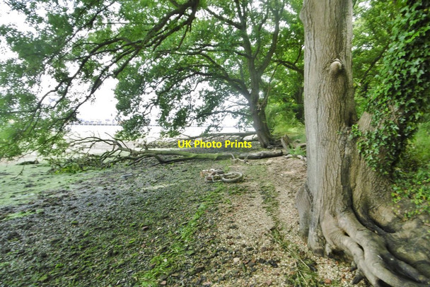 Photo 6"x4" Eling, fallen trees Totton c2017