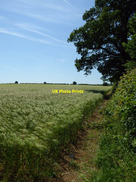 Photo 6"x4" Barley field Quenington c2017