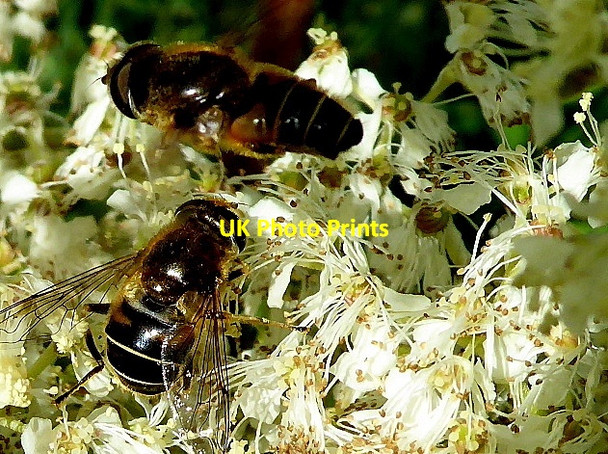 Photo 6"x4" Hoverflies, Mullaghmore Omagh c2017