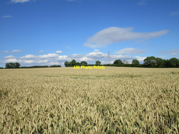 Photo 6"x4" Autumn sown wheat nearly ready for harvesting Southwell\/SK7053 c2017