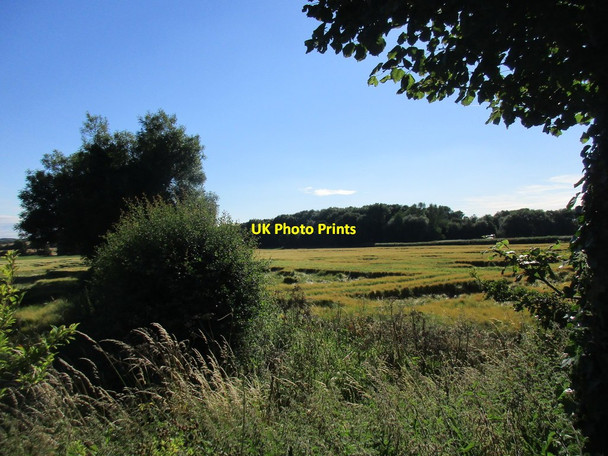 Photo 6"x4" Hedgerow and unnamed plantation Kirklington\/SK6757 c2017