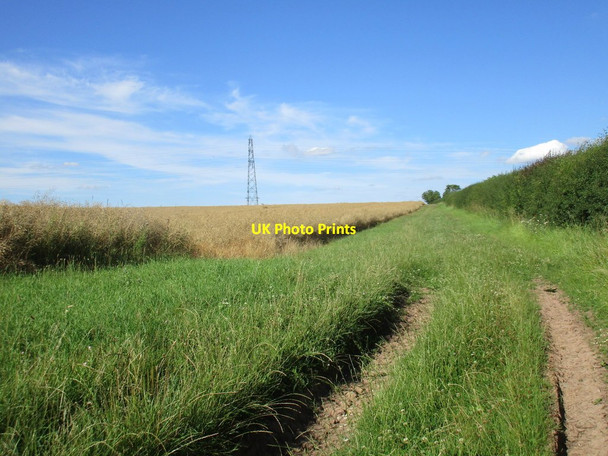 Photo 6"x4" Field of oilseed rape with unclktivated margin and electricity pylon Southwell\/SK7053 c2017
