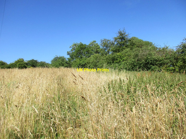Photo 6"x4" Path through the long grass Maythorne c2017