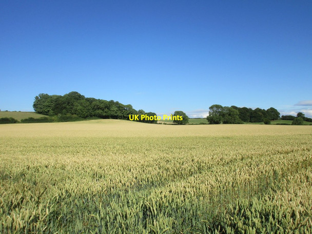 Photo 6"x4" Hillside plantation near Kirklington Kirklington\/SK6757 c2017