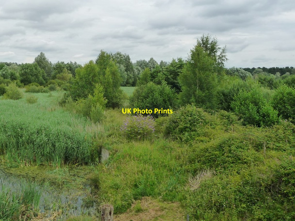 Photo 6"x4" Open woodland in the valley of the River Lark West Stow c2017