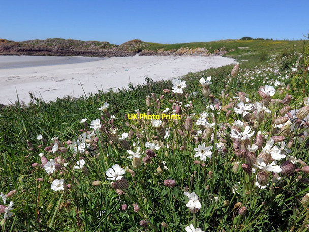 Photo 6"x4" Bladder campion above Traigh Bheag, Balephetrish Balephetrish c2017
