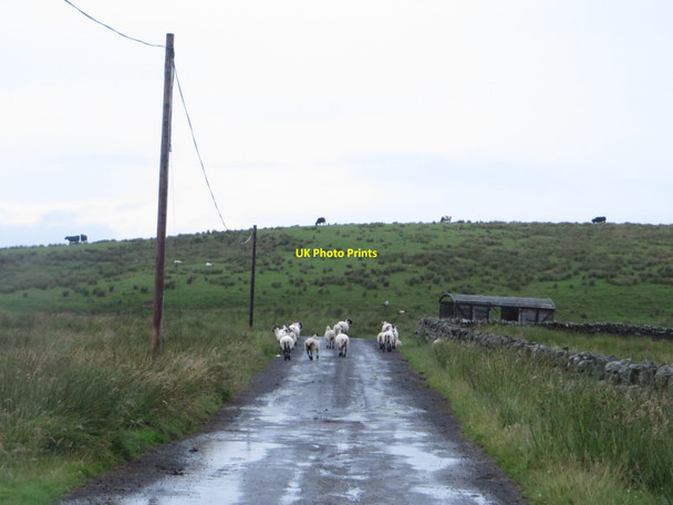 Photo 6"x4" Country road at Benks Hill Haltwhistle c2017
