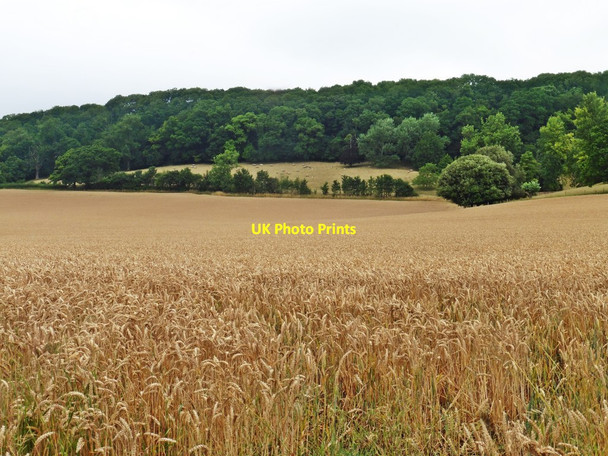 Photo 6"x4" Wheat field below Ivy Thorn Hill Street\/ST4836 c2017