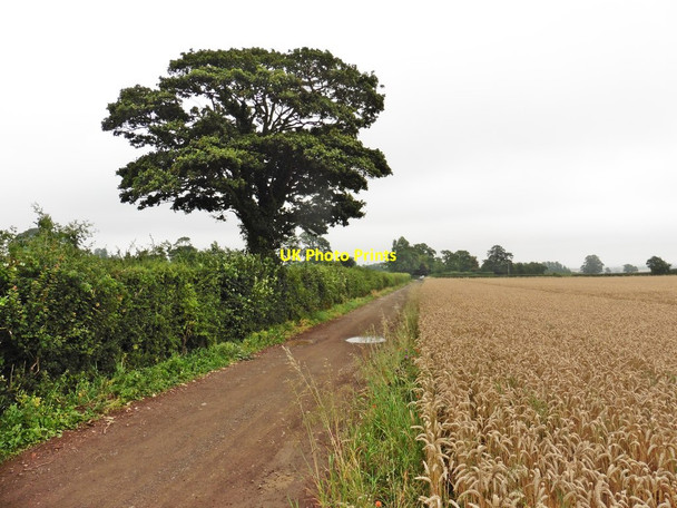 Photo 6"x4" Farm track near Kingweston Kingweston c2017