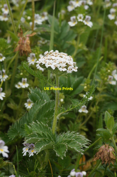 Photo 6"x4" Yarrow (Achillea millefolium), Skaw, Unst Kirkaton c2017
