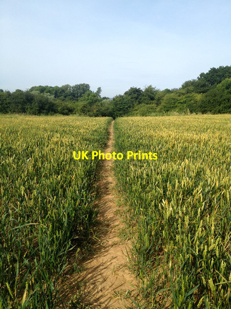 Photo 6"x4" Footpath through wheat field off Toft's Lane Stathern c2017