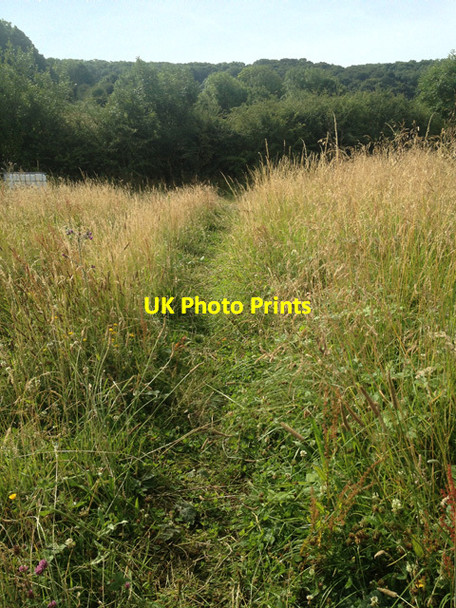Photo 6"x4" Uncut grassland near Stathern Wood Stathern c2017