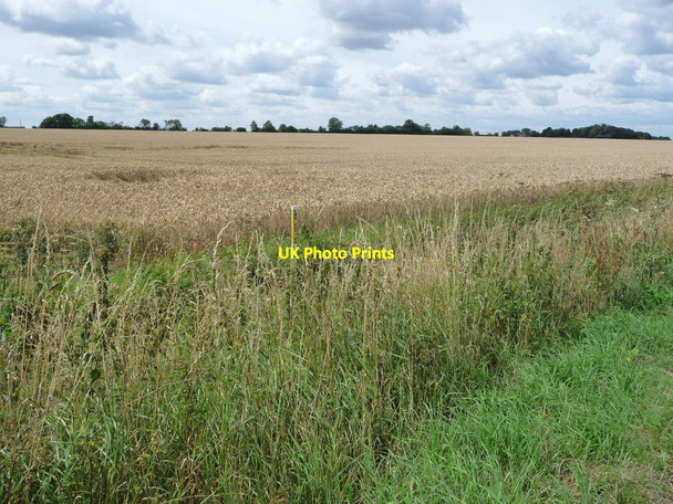 Photo 6"x4" Wheatfield, south of the footpath to Cromwell Plantation Little Green\/TM0671 c2017