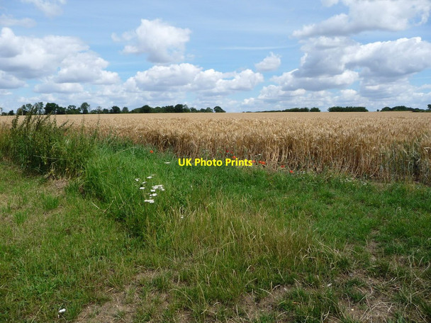 Photo 6"x4" Poppies at the edge of a wheatfield Gislingham c2017